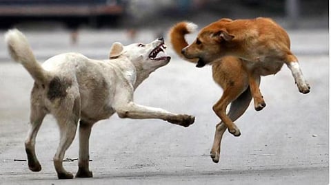 stray dog attack