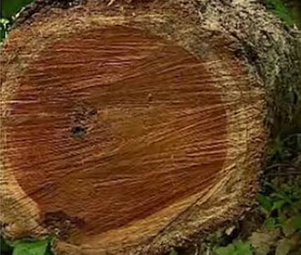 മുട്ടിൽ മരംമുറി കേസ്: കർഷകർക്കെതിരെ റവന്യൂ നടപടിക്ക് നീക്കം; 29 പേരുടെ അപ്പീൽ തള്ളി, കർഷകർ ആശങ്കയിൽ | Farmers