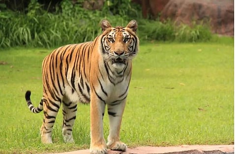 tiger