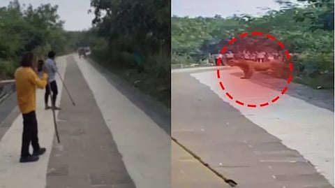 പുണ്യസ്ഥലമായ ശത്രുഞ്ജി മലയിൽ സിംഹം ഇറങ്ങി; ഭയന്ന് ഓടി ആളുകൾ
