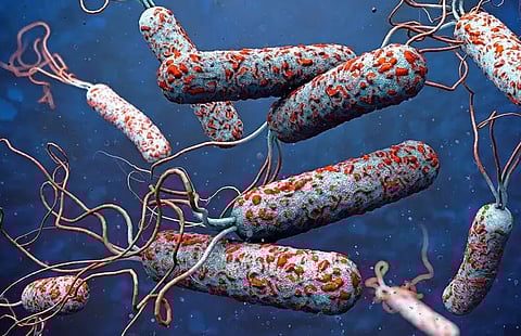 cholera
