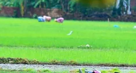 ആലത്തൂരിൽ നെൽ കൃഷി പ്രതിസന്ധിയിൽ: വിത്ത് കിട്ടാനില്ല, നടീൽ വൈകുന്നു, വിള കലണ്ടർ പാലിക്കണമെന്ന് കൃഷി വകുപ്പ് | Paddy