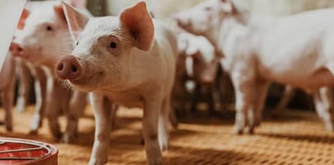 African swine fever