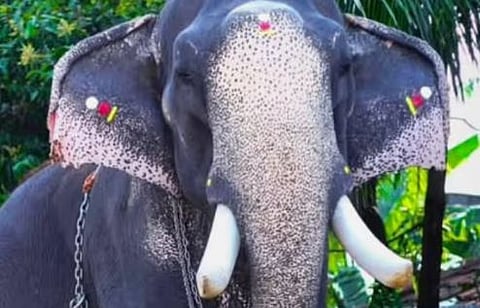 കൊമ്പൻ കൊണാർക്ക്‌ കണ്ണൻ ചരിഞ്ഞു | Elephant