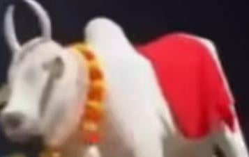 ഒമാനിൽ മുഖ്യമന്ത്രിയെ സ്വീകരിക്കാൻ സംഘടിപ്പിച്ച  ഘോഷ യാത്രയിലെ പശുവിൻ്റെ രൂപം വിവാദത്തിൽ: വിമർശനവുമായി ഗ്രാൻഡ് മുഫ്തിയും | Cow