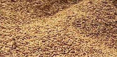 നെല്ല് സംഭരണം പ്രതിസന്ധിയിൽ: മില്ലുടമകൾ സഹകരിക്കില്ലെന്ന് ഭക്ഷ്യമന്ത്രി; നഷ്ടം സഹിക്കാനാവില്ലെന്ന് മില്ലുടമകൾ | Rice