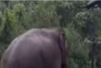 മൂന്നാറിൽ വീണ്ടും 'പടയപ്പ'യുടെ വിളയാട്ടം : കുണ്ടള എസ്റ്റേറ്റിൽ കൃഷി നശിപ്പിച്ചു; അതിരപ്പിള്ളിയിലും കാട്ടാനക്കൂട്ടം | Wild elephant