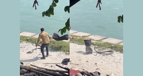 12 അടി നീളമുള്ള കൂറ്റൻ രാജവെമ്പാല; പുഴയിലേക്ക് ചാടി രക്ഷപ്പെടാൻ ശ്രമം; ഹരിദ്വാറിലെ സാഹസിക രക്ഷാദൗത്യത്തിൻ്റെ വീഡിയോ വൈറൽ | king cobra