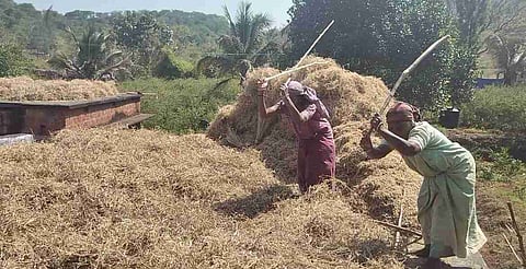 തരിശുഭൂമിയിൽ നിന്ന് സമൃദ്ധിയിലേക്ക് ; അട്ടപ്പാടിയിലെ 'നമുത്ത് വെള്ളാമെ'
