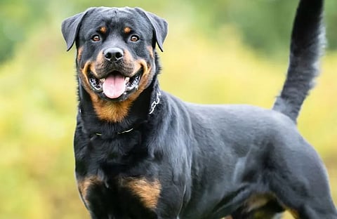 പൊതു സുരക്ഷയ്ക്ക് മുൻഗണന: ഛണ്ഡീഗഢിൽ 6 ഇനം നായകളെ വളർത്തുന്നത് നിരോധിച്ചു | Dogs