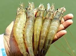 Vannamei shrimp farming