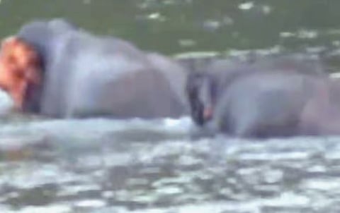 തൃശ്ശൂരിൽ പുഴയിൽ മീൻ പിടിക്കാൻ പോയവരുടെ മുൻപിൽ കാട്ടാന | Wild elephant