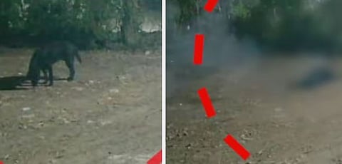 പന്നിപ്പടക്കം കടിച്ച വളർത്തു നായയുടെ തല പൂർണ്ണമായും തകർന്നു: ദാരുണാന്ത്യം | Pet dog