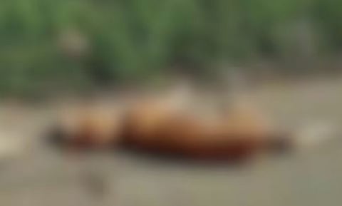 കിടപ്പു രോഗിക്ക് നേരെ തെരുവു നായ ആക്രമണം: കൈ കടിച്ചു കീറി, നായയെ നാട്ടുകാർ തല്ലിക്കൊന്നു | Stray dog