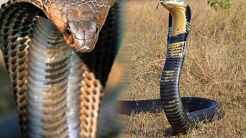 The Hissing Warning, Unveiling the King Cobra's Deadly Signal