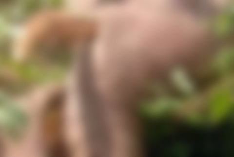 മലപ്പുറം അമരമ്പലത്ത് കാട്ടാനയുടെ ജഡം കണ്ടെത്തി | Wild elephant