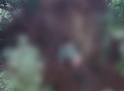 മൃതദേഹം പകുതി ഭക്ഷിച്ച നിലയിൽ: മൈസൂരുവിൽ കടുവയുടെ ആക്രമണത്തിൽ കർഷകന് ദാരുണാന്ത്യം,  വനം വകുപ്പിനെതിരെ പ്രതിഷേധം | Tiger