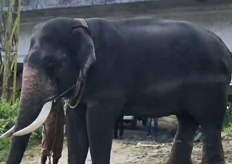 വീണ്ടും ഇരുമ്പുപാലത്ത് കാട്ടുകൊമ്പൻ ഇറങ്ങി : ശല്യം ഒഴിവാക്കാൻ വയനാട്ടിൽ നിന്ന് കുങ്കിയാനകളെ എത്തിച്ചു | Wild elephant