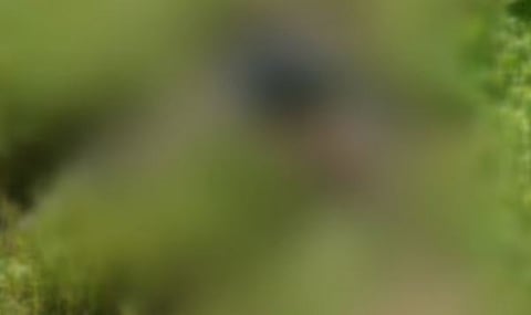 14-കാരൻ്റെ ക്രൂരമായ ലൈംഗികാതിക്രമം: ഗുരുതരമായി പരിക്കേറ്റ 40-കാരി മരിച്ചു; ദേശീയ പാത ഉപരോധിച്ച് ബന്ധുക്കൾ | Sexual assault