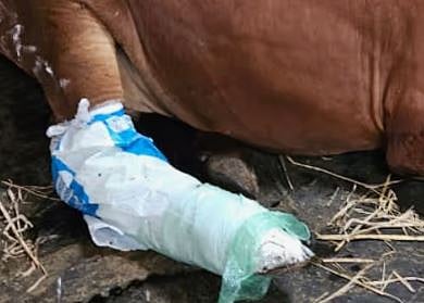 ശബരിമല സന്നിധാനത്തെ 7 വയസുള്ള പശുവിൻ്റെ ഒടിഞ്ഞ കാലിന് വിദഗ്ധ ചികിത്സ നൽകി | Sabarimala