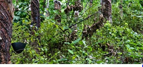 പുത്രക്കോവിൽ പുലിയെ കണ്ടതായി നാട്ടുകാർ: വനം വകുപ്പ് തിരച്ചിൽ ഊർജ്ജിതമാക്കി | Leopard