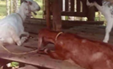 മലപ്പുറത്ത് വീണ്ടും കടുവാ ഭീതി: ടാപ്പിങ് തൊഴിലാളിയെ കൊന്നതിന് സമീപം ആടിനെ പിടികൂടി | Tiger