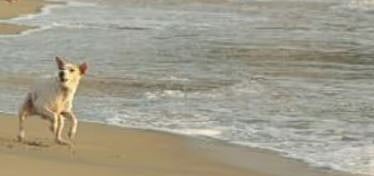 കോവളത്ത് തെരുവു നായ ശല്യം രൂക്ഷം: കടലിൽ ചാടിയിട്ടും ഹോട്ടൽ ഉടമയെ ആക്രമിച്ചു | Stray dog