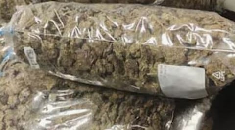 ചെന്നൈ വിമാനത്താവളത്തിൽ വൻ ലഹരിവേട്ട: 10 കോടി രൂപയുടെ ഹൈഡ്രോപോണിക് കഞ്ചാവുമായി 2 സ്ത്രീകൾ പിടിയിൽ | Cannabis