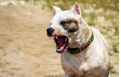 dog attack
