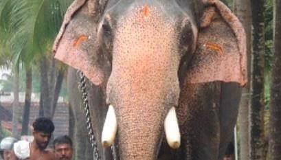 ഉത്സവങ്ങളിലെ പ്രിയങ്കരൻ: കൊമ്പൻ മാവേലിക്കര ഗണപതി ചരിഞ്ഞു | Elephant