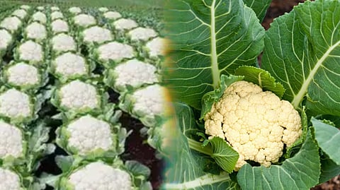 Logain Massacre, A Shocking Chapter