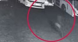 ശബരിമല തീർത്ഥാടകൻ്റെ സ്വർണമാല മോഷ്ടിച്ചു: CCTV ദൃശ്യങ്ങൾ പുറത്ത് | Sabarimala