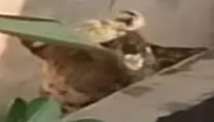 ജയ്പുരിൽ മന്ത്രിയുടെ ഔദ്യോഗിക വസതിയിൽ പുള്ളിപ്പുലി!: സുരക്ഷാ മുന്നറിയിപ്പ് | Leopard