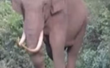 മൂന്നാറിൽ വീണ്ടും 'പടയപ്പ' ഭീതി: കൃഷിയിടങ്ങളിൽ നാശനഷ്ടം വരുത്തിയെന്ന് പ്രദേശവാസികൾ | Wild elephant