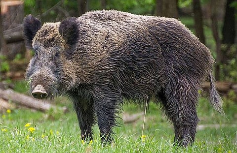 boar attack
