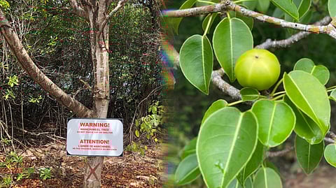 World's deadliest tree, Manchineel