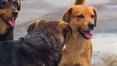 നായകളെ എണ്ണണം! സ്കൂൾ പരിസരത്തെ തെരുവു നായകളുടെ കണക്ക് നൽകാൻ പ്രിൻസിപ്പൽമാർക്ക് നിർദ്ദേശം: ഛത്തീസ്ഗഢ് വിദ്യാഭ്യാസ വകുപ്പിനെതിരെ പ്രതിഷേധം | Stray dogs