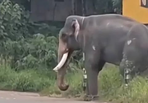 elephant attack