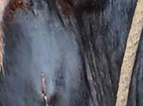 മലപ്പുറത്ത് വനാതിർത്തിയിൽ പശുക്കൾക്ക് നേരെ അജ്ഞാത ജീവിയുടെ ആക്രമണം: ഒരു പശുവിനെ കാണാതായി | Cows