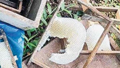 മലപ്പുറം ചുള്ളിയോട് തേൻ പെട്ടികൾ തേടി കരടിയെത്തി: കർഷകന് 1.5 ലക്ഷം രൂപയുടെ നഷ്ടം | Bear