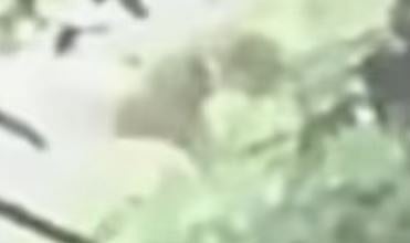 കോഴിക്കോട് തിരുവമ്പാടിയിൽ അജ്ഞാത ജീവിയുടെ സാന്നിധ്യം | CCTV