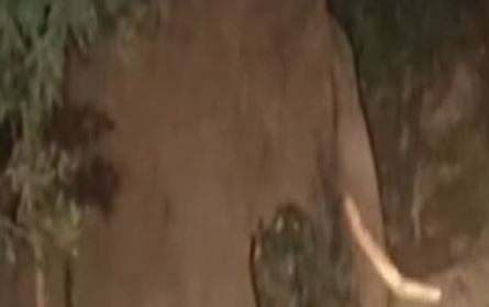 മറയൂർ - ചിന്നാർ റോഡിൽ വഴിമുടക്കി 'ഒന്നരക്കൊമ്പൻ' : 2 മണിക്കൂർ ഗതാഗതം സ്തംഭിച്ചു | Wild Elephant