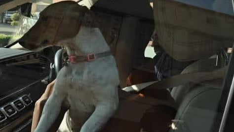 'നായയല്ല, ചില വ്യക്തികളാണ് ഇവിടെ കടിക്കുന്നത്': പാർലമെൻ്റിൽ നായയുമായി എത്തി രേണുക ചൗധരി, വിവാദം | Dog