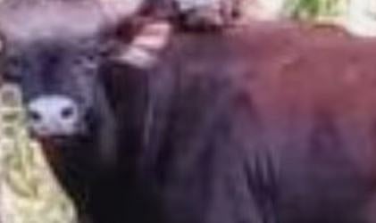 നാദാപുരത്ത് ജനവാസ മേഖലയിൽ കൂട്ടമായി കാട്ടുപോത്തുകൾ ഇറങ്ങി: നാട്ടുകാർ പരിഭ്രാന്തിയിൽ | Bisons