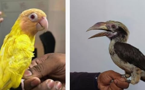 നെടുമ്പാശ്ശേരി വിമാനത്താവളത്തിൽ പക്ഷിക്കടത്ത്: വംശനാശ ഭീഷണി നേരിടുന്ന 11 പക്ഷികളുമായി മലയാളി കുടുംബം പിടിയിൽ | Birds