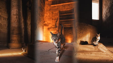 Cece, the cat of the Dendera Temple