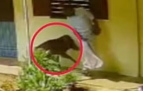 കോളേജ് കോമ്പൗണ്ടിൽ പട്ടാപ്പകൽ കാട്ടുപന്നിയുടെ ആക്രമണം: അധ്യാപകൻ കഷ്ടിച്ച് രക്ഷപ്പെട്ടു | Wild boar