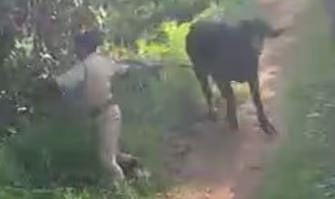 വിരണ്ടോടിയ പോത്ത് 4 പേരെ കുത്തി: സാഹസികമായി പിടിച്ചുകെട്ടി ഫയർഫോഴ്സ് | Buffalo