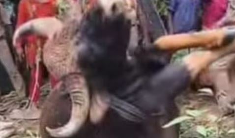 മറയില്ലാത്ത കിണറിൽ വീണ കാട്ടുപോത്ത് ചത്തു: കരയ്‌ക്കെത്തിച്ചത് ക്രെയിൻ ഉപയോഗിച്ച് | Bison