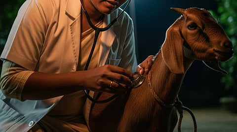 രാത്രികാല മൃഗചികിത്സാ സേവനം; കരാറടിസ്ഥാനത്തിൽ നിയമനം 
